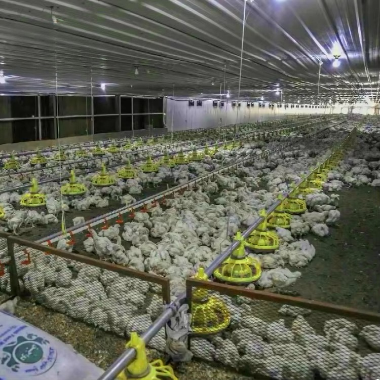 Chicken and poultry agricultur - Farming Agriculture Equipment ulasan dan harga