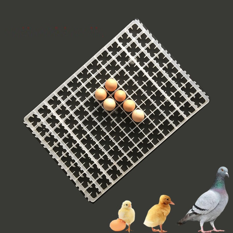 1Pcs Egg Tray For Incubator Au - Quail Egg Incubator ulasan dan harga