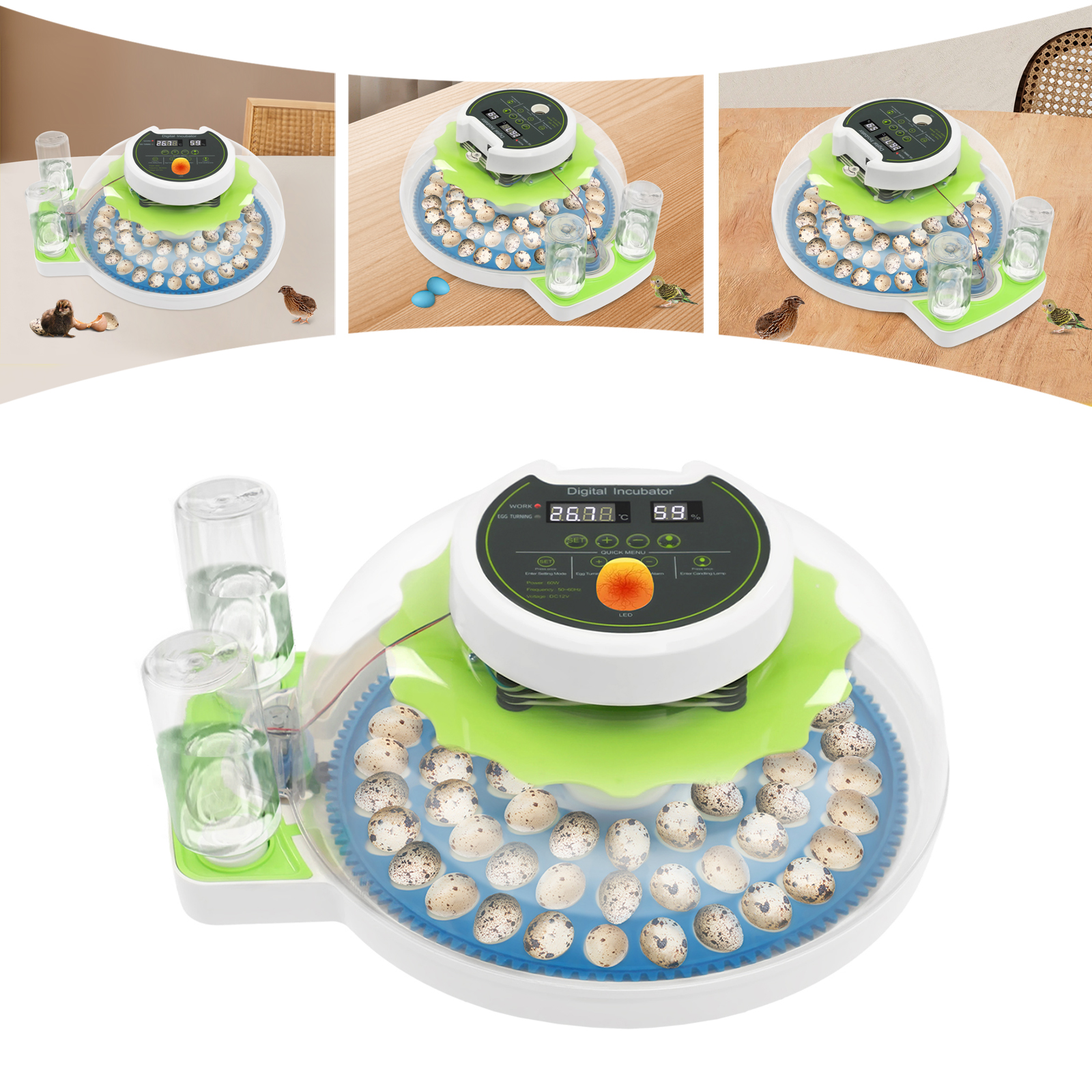 For 60 Quail Eggs Green +Blue  - Quail Egg Incubator ulasan dan harga