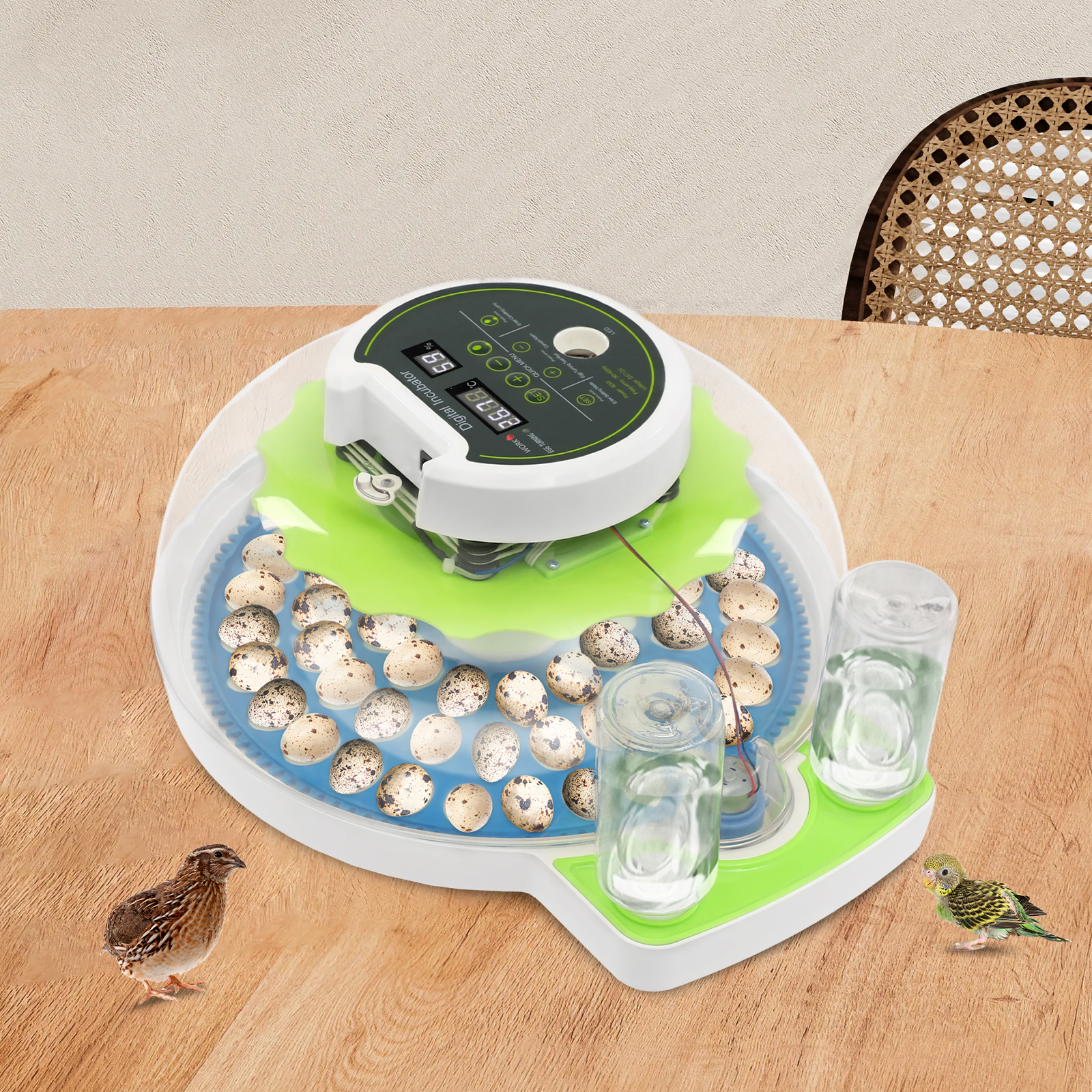 For 60 Quail Eggs Green +Blue  - Quail Egg Incubator ulasan dan harga