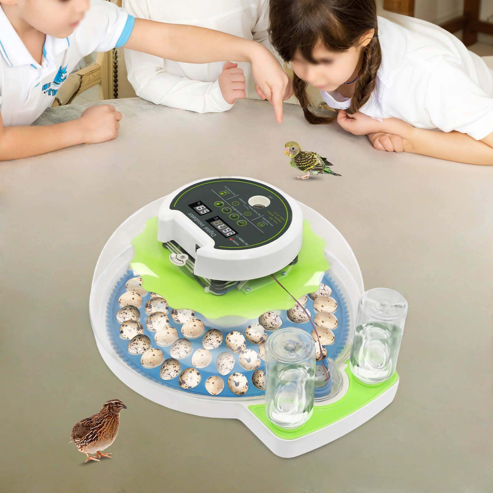 For 60 Quail Eggs Green +Blue  - Quail Egg Incubator ulasan dan harga
